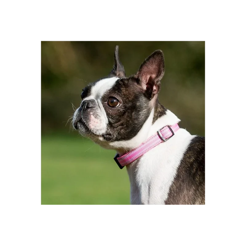 Collier pour chiens réfléchissant - Comfort Long Paws - Rose