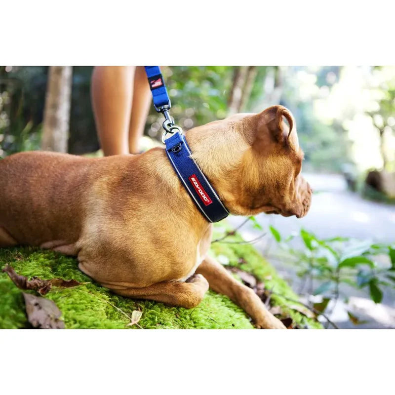 Collier pour chiens ultra confort avec sa doublure néoprène - Neo Classic -Eydog - Différents coloris - 5 tailles - Avec laisse assortie 