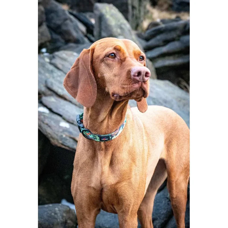 Collier pour chiens en matériaux recyclés - Collection Earth Friendly - Long Paws - Laisse et harnais assortis 