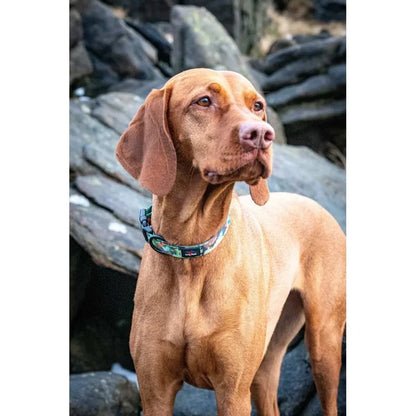 Collier pour chiens en matériaux recyclés - Collection Earth Friendly - Long Paws - Laisse et harnais assortis 