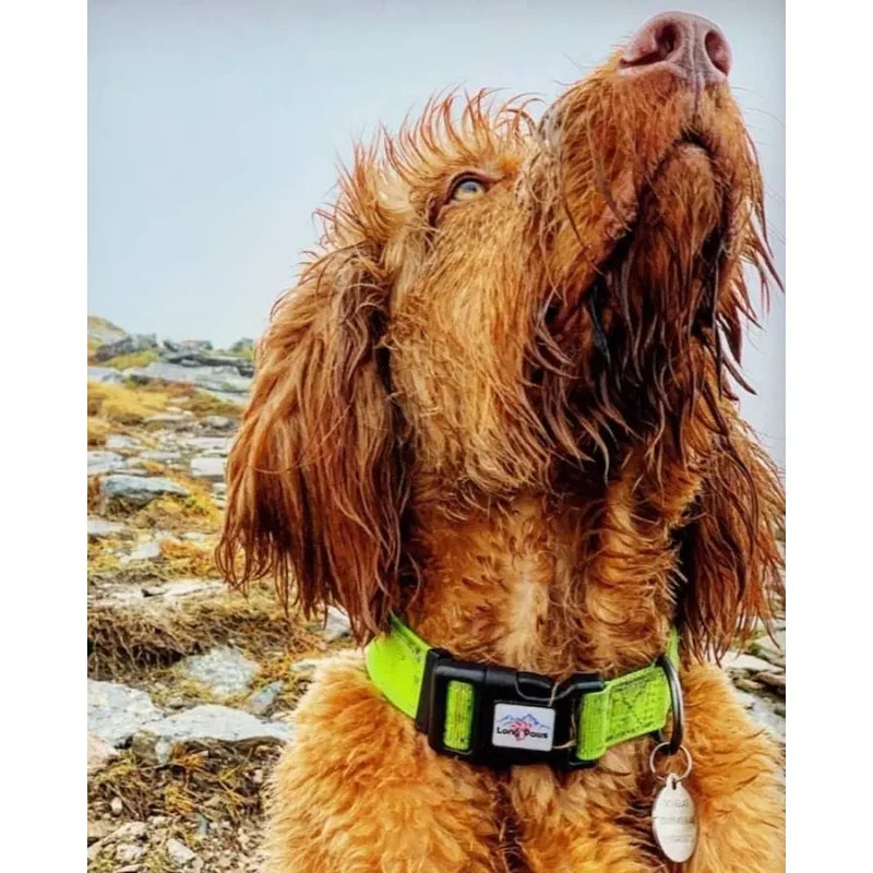 Collier pour chiens réfléchissant - Urban Trek - Long Paws - Noir, Jaune fluo, Rouge - Tailles XS, S, M, L - Laisse assortie 