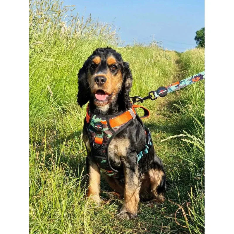 Harnais pour chiens en matériaux recyclés - Tailles S, M, L XL - Earth Friendly - Long Paws - Collier et laisse assortis 