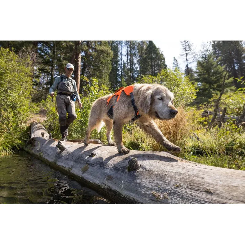 Harnais pour chiens - Randonnée - Sécurité - Webmaster - Ruffwear - Coloris orange fluo ou violet - 4 tailles   Visibilité en forêt et en période de chasse 