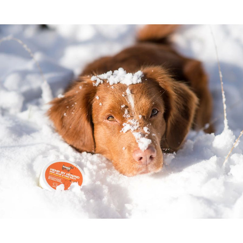 Baume Vegan & Cruelty Free pour peau, pattes et truffe du chien - Hownd - En hiver