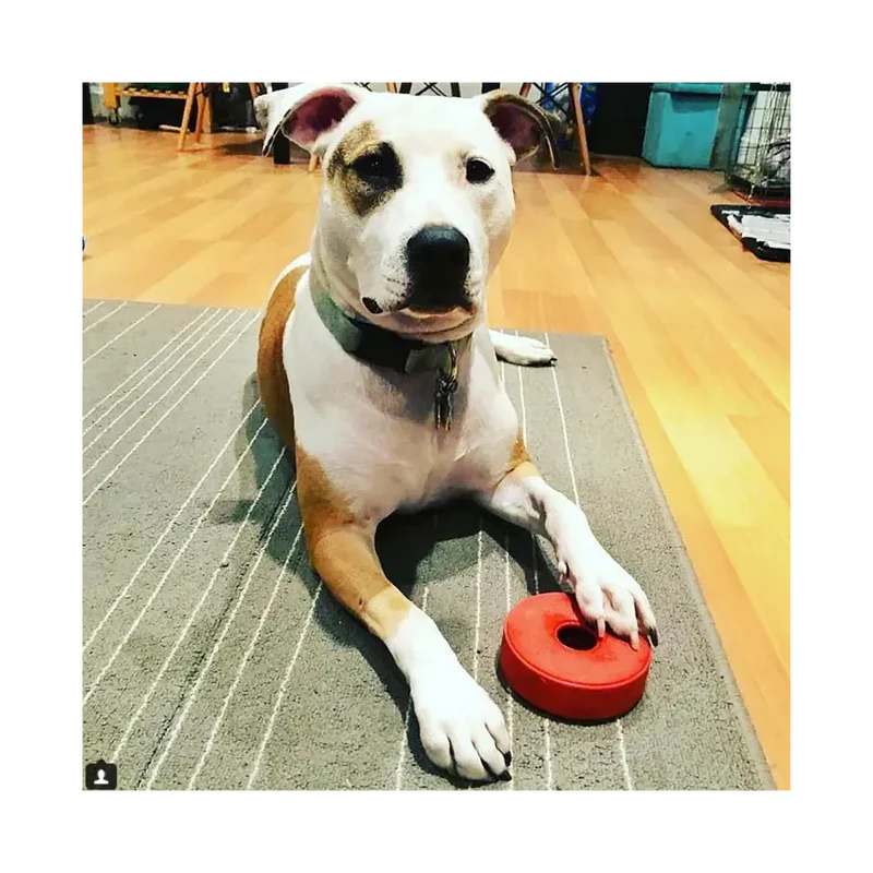 Jouet à mâcher pour chiens - Live Saver Sodapup - Made in USA - Jouet d'occupation