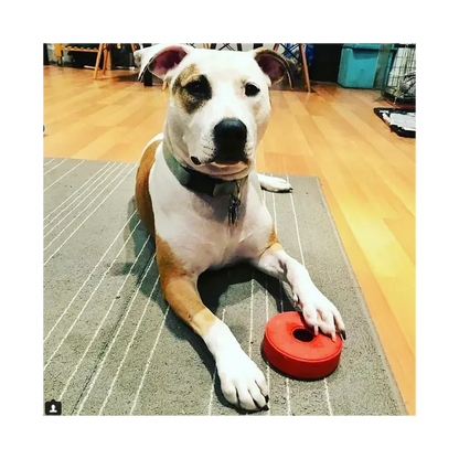 Jouet à mâcher pour chiens - Live Saver Sodapup - Made in USA - Jouet d'occupation