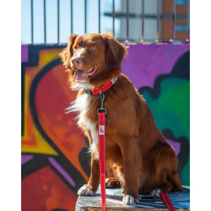 Laisse pour chiens 20cm - Urban Trek - Long Paws - A associer avec le collier 