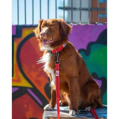 Laisse pour chiens 20cm - Urban Trek - Long Paws - A associer avec le collier 