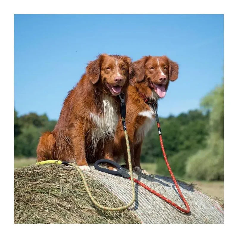 Laisse pour chiens - Comfort - Long Paws - 120cm - Collier assorti 