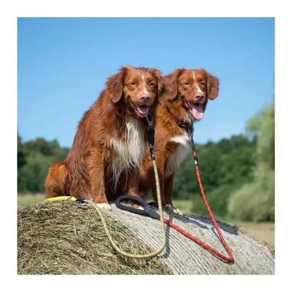 Laisse pour chiens - Comfort - Long Paws - 120cm - Collier assorti 