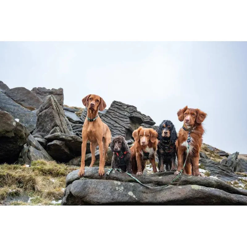 Laisse pour chiens en matériaux recyclée - Earth Friendly - Camouflage - 150cm - Long Paws - Harnais et colliers assortis