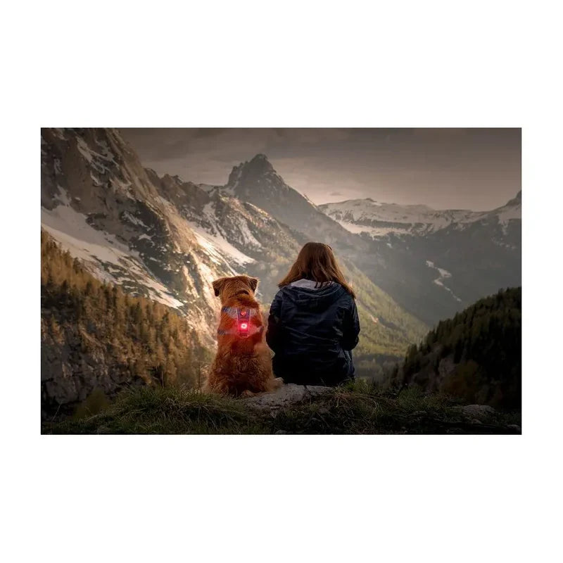 Lumière de sécurité pour chiens, chats et chevaux - GO2 Ezydog - Existe en rouge ou couleur au choix : blanc/rouge/bleu/vert - Idéal en promenade, randonnée, bivouac - Visible de loin 