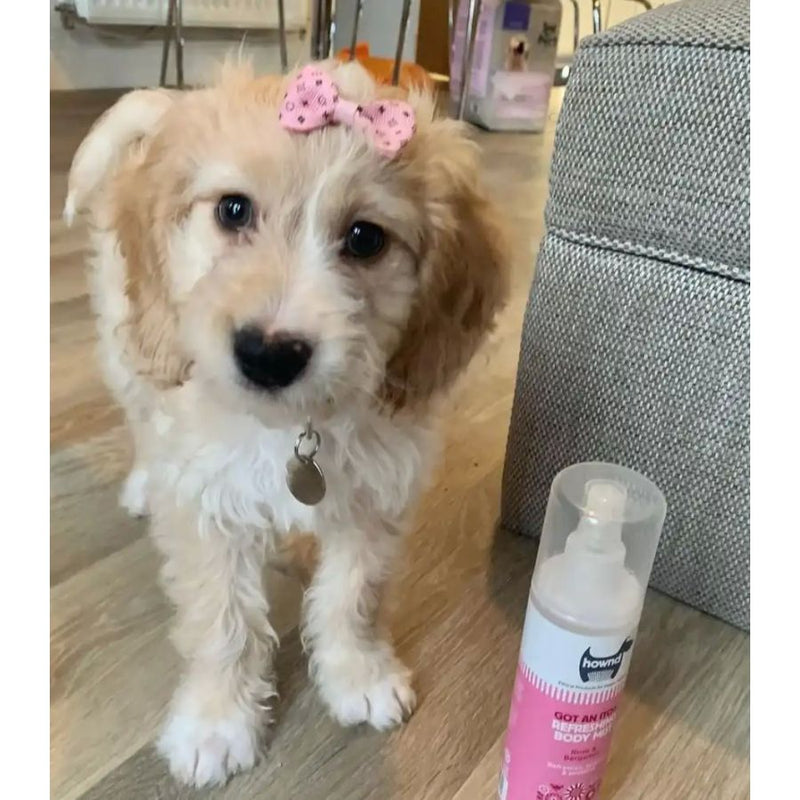 Parfum pour chiens anti-gratouilles - Got An Itch Hownd - 250ml - Soulage les démangeaisons - Vegan