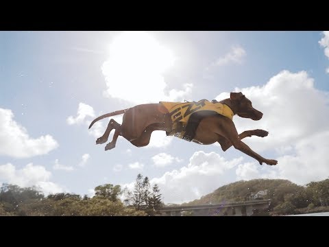 Vidéo DFD X2 Boost Ezydog 