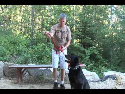 Vidéo de la laisse Vario 6 Ezydog 6 utilisations possible. 