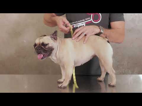 Comment mesurer votre chien pour le filet de sauvetaEzydog DFD 2 Boost 